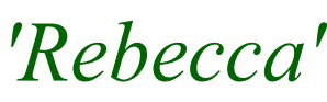 'Rebecca'